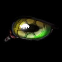 Turtle -- August