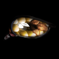 Feathers and Scales -- Nov23